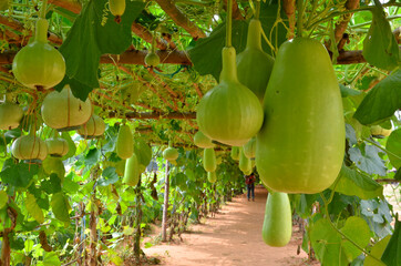 Winter melons and gourds hang in vine tunnel