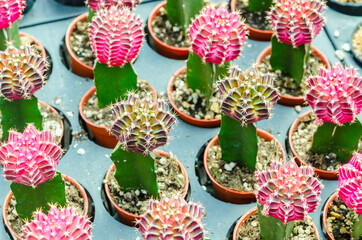 Fototapeta na wymiar Gymnocalycium variegated cactus, Small cactus.