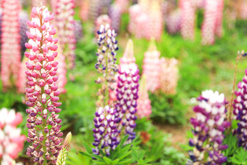 ルピナス　満開