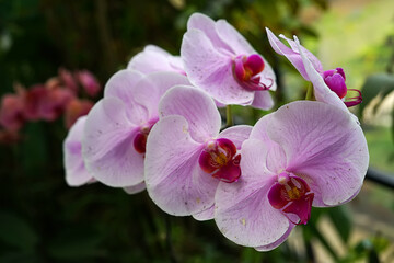 Fototapeta na wymiar pink orchid in garden