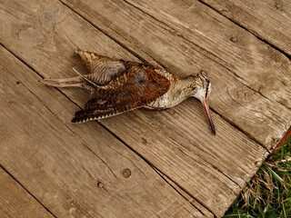 Killed wild bird in motley plumage lies on wooden boards