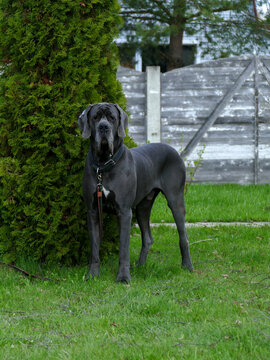 great dane close up portrait