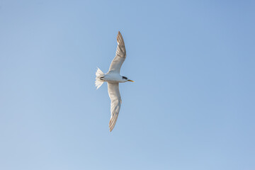 Australian Common Tern flying from below