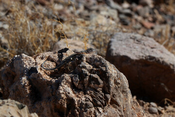 close up of a gecko on a rock