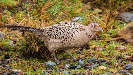 A female common pheasant walking on the ground in winter