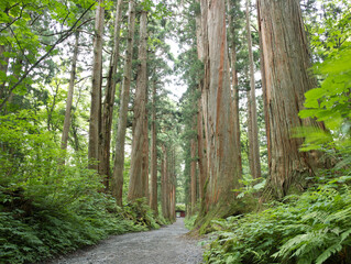 戸隠神社奥社の杜　杉並木