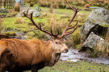 A red deer stag with antlers, standing in a field at the Galloway Red Deer Range