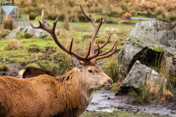 Naklejka na ściany i meble A red deer stag with antlers, standing in a field at the Galloway Red Deer Range