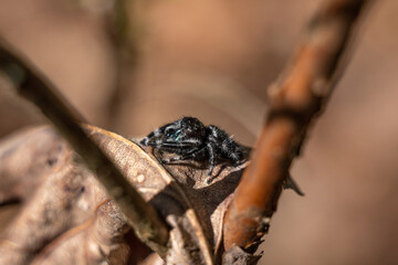 daring jumping spider