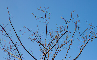 Naked branches against on the blue sky in autumn.