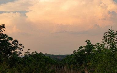 The golden sky and evening sunset against with the rubber trees and pineapple farm.
