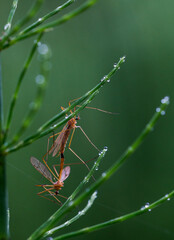 insects make love