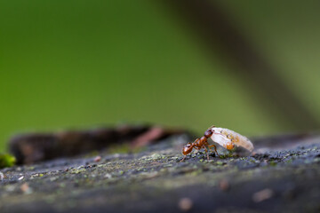 ant drag caterpillar