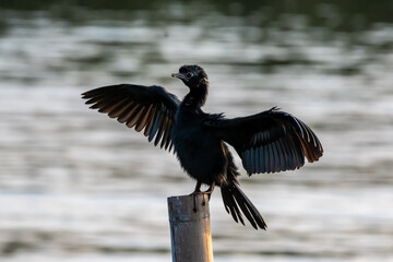 Little cormorant drying its wings. The little cormorant (Microcarbo niger) is a member of the cormorant family of seabirds. Slightly smaller than the Indian cormorant it has a shorter beak.