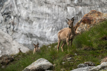 rocky-mountain goat