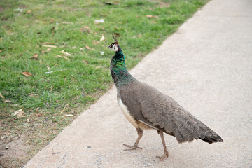 peacock in the park