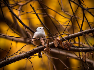 bird on a branch