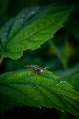 insect on leaf