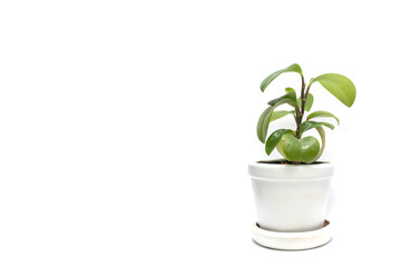 Peperomia is growing in pot isolated on white background.