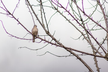 small birds in the countryside of southern Chile