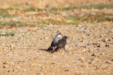 small birds in the countryside of southern Chile