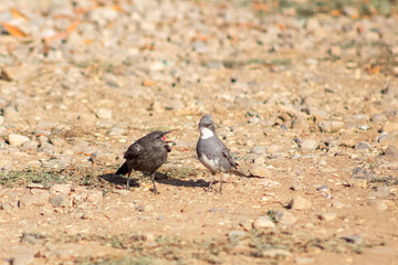 small birds in the countryside of southern Chile