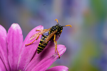 avispas chaqueta amarilla