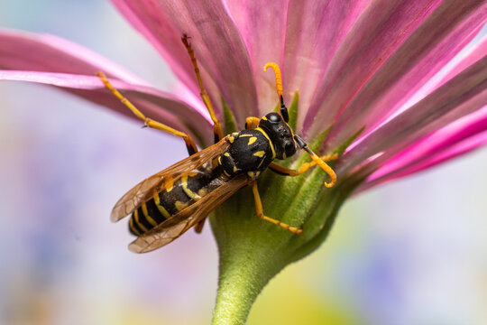 avispas chaqueta amarilla