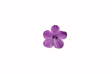 happy five-petalled purple-lilac flower isolated on a white background 