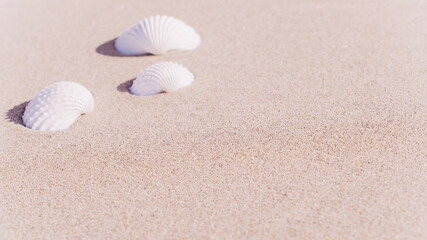 Summer pattern background. Seashells, shells on sand tropical sea beach. Vacation backdrop with space for the text.