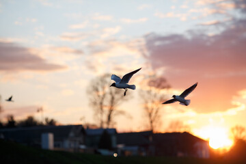 Seagulls fly at sunset. Seagulls over the river.