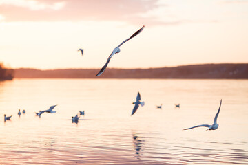 Seagulls fly at sunset. Seagulls over the river.