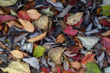 グランドカバー