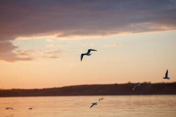 Seagulls fly at sunset. Seagulls over the river.