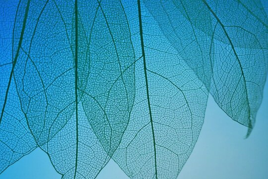 skeleton leaf . Skeletonized leaf on on a blue background.Beautiful plant background in blue tones. © Yuliya
