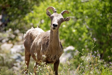 Bighorn Sheep, Ovis, looking curious