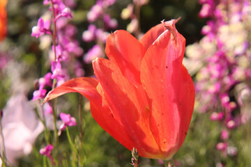 花畑 花びら 美しい 大輪 花 ジニア ピンク Poster Posters Rin
