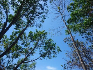sky and tree