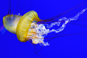 Yellow jellyfish moving in blue ocean water