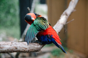 rainbow lorikeet on a branch