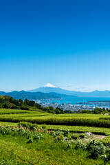 Fototapeta na wymiar Japanese green tea plantations from Nihondaira and mt. fuji over sea. 