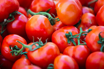 Tomatoes background. Fresh Tomatoes variety grown in the shop. Tomatoes for salad, entree and soup