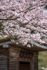 桜の花　春の和風なイメージ