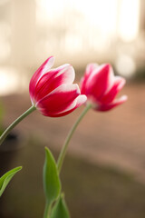 Naklejka premium チューリップの花 春の既設のイメージ