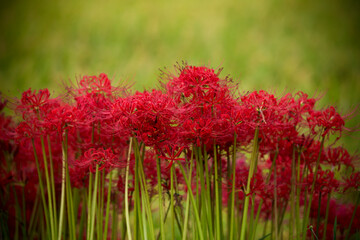 彼岸花畑　秋のお彼岸の季節のイメージ
