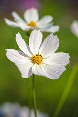 Obraz premium コスモスの花 秋のイメージ