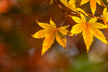 紅葉　秋の和風イメージ