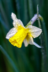 水仙の花　初春イメージ