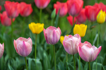 チューリップの花　春のイメージ