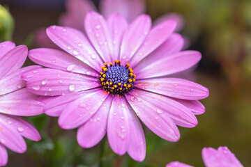 Obraz premium デイジーの花 春のイメージ